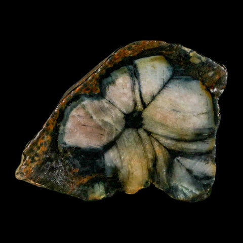 1.8" Rare Andalucite Var Chiastolite Mineral Specimen Asturias Province Boal Spain - Fossil Age Minerals