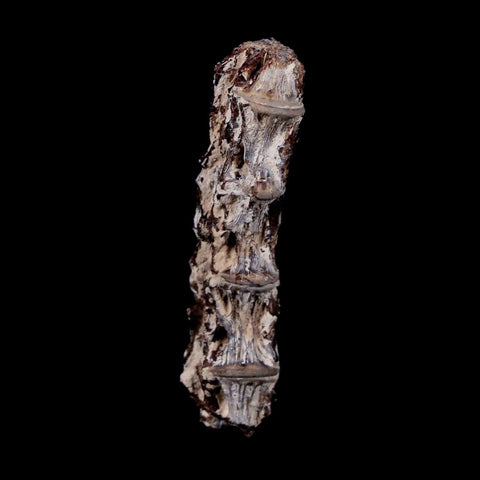 1.9" Xiphactinus Audax Fossil Vertebrae Cretaceous Era Fish Niobrara FM Kansas - Fossil Age Minerals
