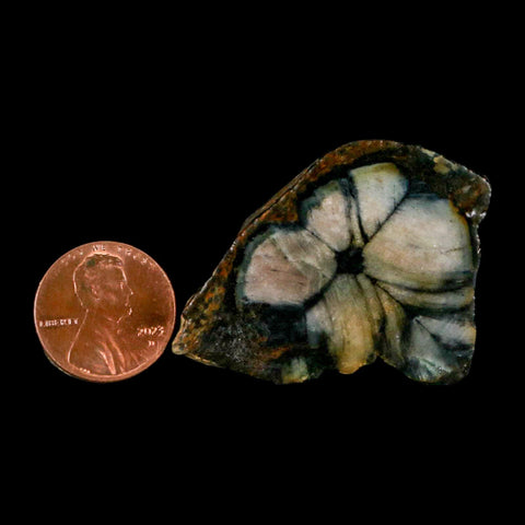 1.8" Rare Andalucite Var Chiastolite Mineral Specimen Asturias Province Boal Spain - Fossil Age Minerals