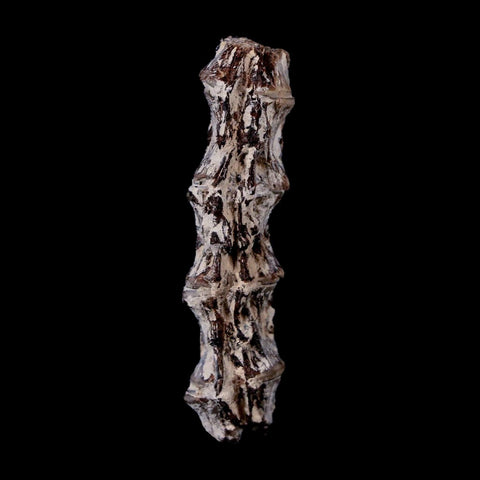 1.9" Xiphactinus Audax Fossil Vertebrae Cretaceous Era Fish Niobrara FM Kansas - Fossil Age Minerals