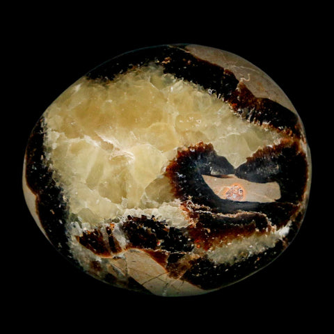 1.8" Septarian Dragon Palm Stone Mineral Specimen Healing Madagascar - Fossil Age Minerals