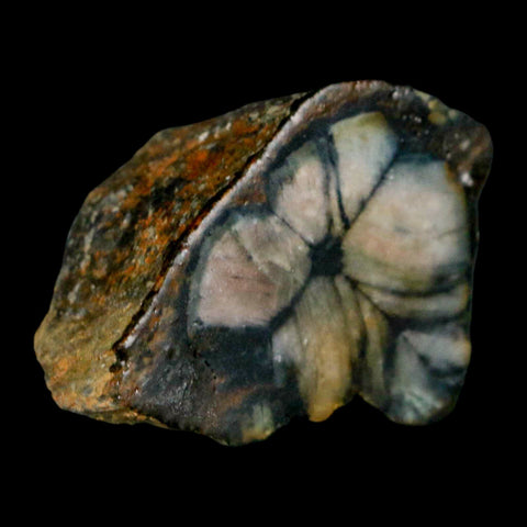1.8" Rare Andalucite Var Chiastolite Mineral Specimen Asturias Province Boal Spain - Fossil Age Minerals