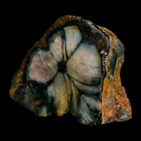 1.8" Rare Andalucite Var Chiastolite Mineral Specimen Asturias Province Boal Spain - Fossil Age Minerals