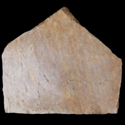 0.7" Oviraptor Fossil Bone Lance Creek Formation Wyoming Cretaceous Dinosaur COA - Fossil Age Minerals
