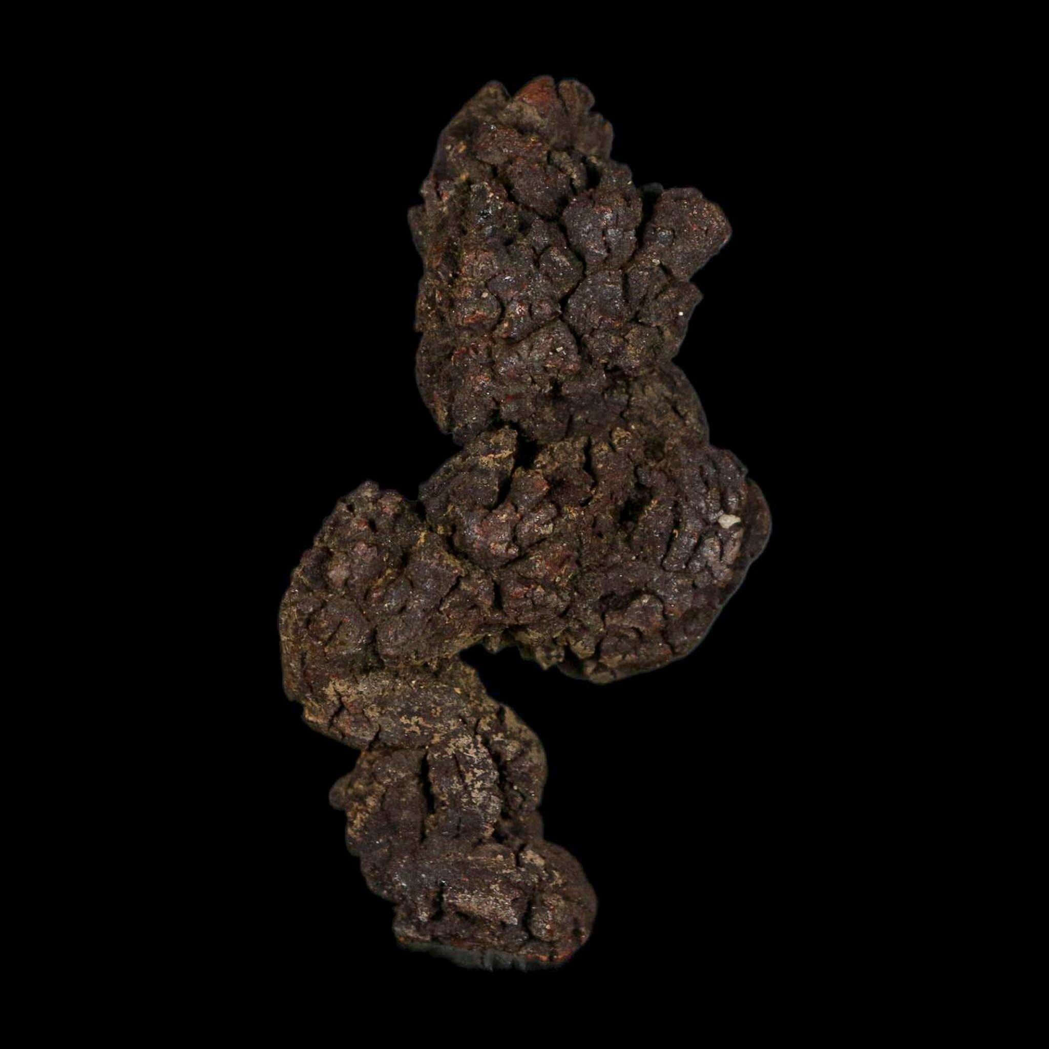 2.4" Prehistoric Coprolite Fossil Specimen Poop Dung Miocene Age Madagascar - Fossil Age Minerals