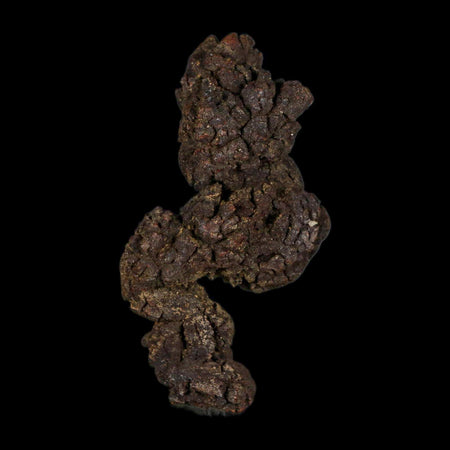 2.4" Prehistoric Coprolite Fossil Specimen Poop Dung Miocene Age Madagascar