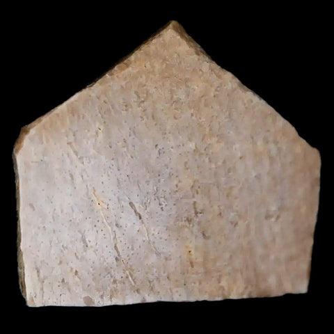 0.7" Oviraptor Fossil Bone Lance Creek Formation Wyoming Cretaceous Dinosaur COA - Fossil Age Minerals