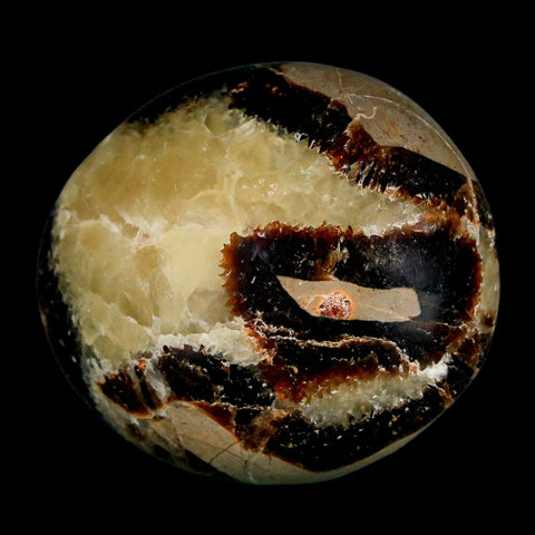 1.8" Septarian Dragon Palm Stone Mineral Specimen Healing Madagascar - Fossil Age Minerals