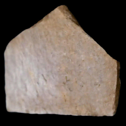 0.7" Oviraptor Fossil Bone Lance Creek Formation Wyoming Cretaceous Dinosaur COA - Fossil Age Minerals