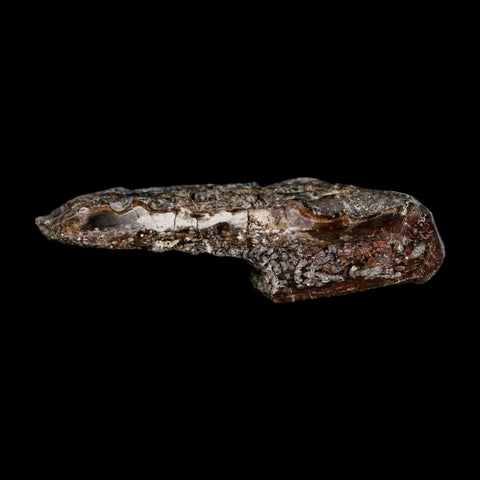 3.6" Koskinonodon Metoposaurus Fossil Scute Bone Triassic Age Chinle Formation AZ - Fossil Age Minerals