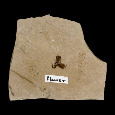 0.3" Detailed Fossil Flower Plant Green River FM Uintah County Utah Eocene Age