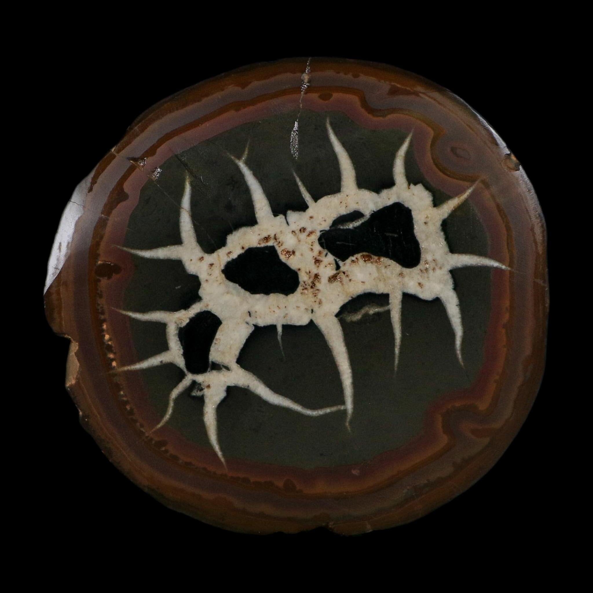 XL 3.6" Septarian Dragon Stone Polished Halves Nodule Mineral Specimen Morocco - Fossil Age Minerals