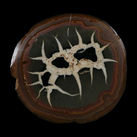 XL 3.6" Septarian Dragon Stone Polished Halves Nodule Mineral Specimen Morocco