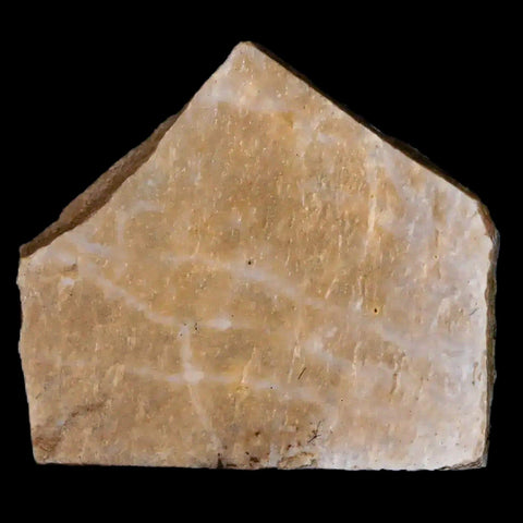 0.7" Oviraptor Fossil Bone Lance Creek Formation Wyoming Cretaceous Dinosaur COA - Fossil Age Minerals