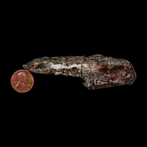 3.6" Koskinonodon Metoposaurus Fossil Scute Bone Triassic Age Chinle Formation AZ - Fossil Age Minerals