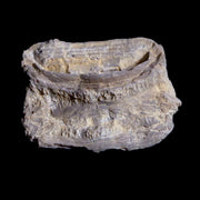 1.3" Xiphactinus Audax Fossil Vertebrae Cretaceous Era Fish Niobrara FM Kansas