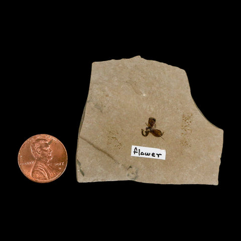 0.3" Detailed Fossil Flower Plant Green River FM Uintah County Utah Eocene Age - Fossil Age Minerals