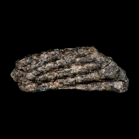 3.6" Koskinonodon Metoposaurus Fossil Scute Bone Triassic Age Chinle Formation AZ - Fossil Age Minerals