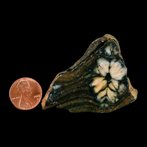 2.1" Rare Andalucite Var Chiastolite Mineral Specimen Asturias Province Boal Spain - Fossil Age Minerals