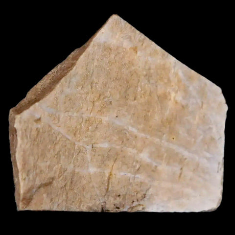 0.7" Oviraptor Fossil Bone Lance Creek Formation Wyoming Cretaceous Dinosaur COA - Fossil Age Minerals