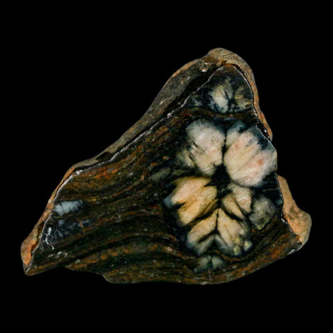 2.1" Rare Andalucite Var Chiastolite Mineral Specimen Asturias Province Boal Spain - Fossil Age Minerals