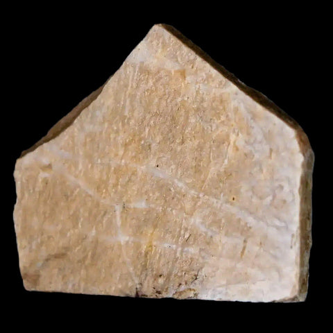 0.7" Oviraptor Fossil Bone Lance Creek Formation Wyoming Cretaceous Dinosaur COA - Fossil Age Minerals