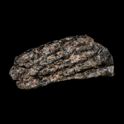 3.6" Koskinonodon Metoposaurus Fossil Scute Bone Triassic Age Chinle Formation AZ - Fossil Age Minerals