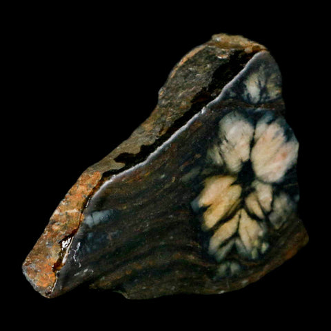 2.1" Rare Andalucite Var Chiastolite Mineral Specimen Asturias Province Boal Spain - Fossil Age Minerals