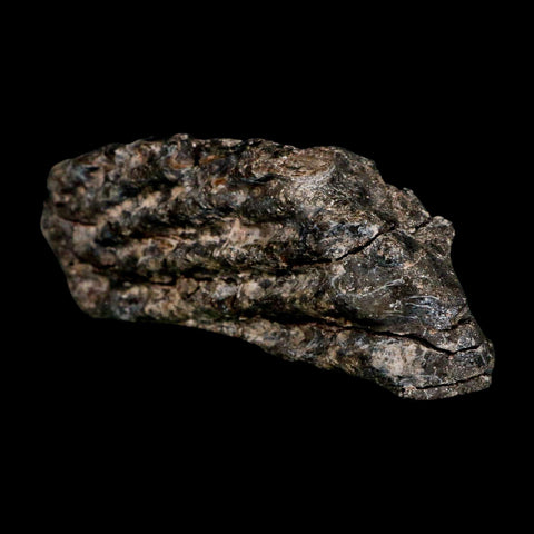 3.6" Koskinonodon Metoposaurus Fossil Scute Bone Triassic Age Chinle Formation AZ - Fossil Age Minerals
