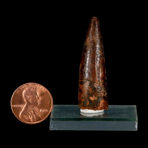 1.6" Spinosaurus Fossil Tooth 100 Million Years Old Cretaceous Dinosaur COA Stand