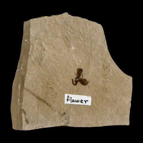 0.3" Detailed Fossil Flower Plant Green River FM Uintah County Utah Eocene Age - Fossil Age Minerals