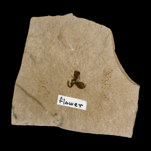 0.3" Detailed Fossil Flower Plant Green River FM Uintah County Utah Eocene Age - Fossil Age Minerals