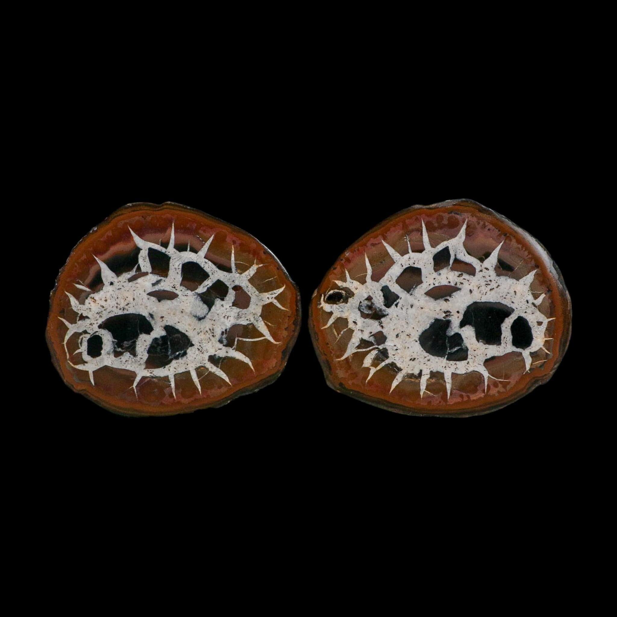 2.5" Septarian Dragon Stone Polished Halves Nodule Mineral Specimen Morocco - Fossil Age Minerals