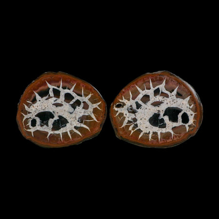 2.5" Septarian Dragon Stone Polished Halves Nodule Mineral Specimen Morocco