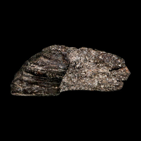 3.6" Koskinonodon Metoposaurus Fossil Scute Bone Triassic Age Chinle Formation AZ - Fossil Age Minerals