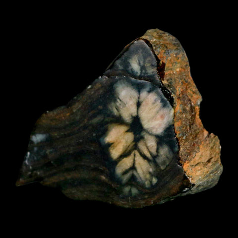 2.1" Rare Andalucite Var Chiastolite Mineral Specimen Asturias Province Boal Spain - Fossil Age Minerals
