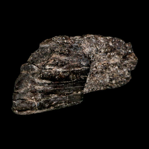 3.6" Koskinonodon Metoposaurus Fossil Scute Bone Triassic Age Chinle Formation AZ - Fossil Age Minerals