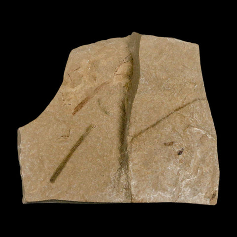 0.3" Detailed Fossil Flower Plant Green River FM Uintah County Utah Eocene Age - Fossil Age Minerals