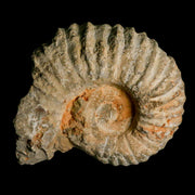 5.4" Acanthoceras Ammonite Fossil Agadir Morocco 360 Million Year Old COA