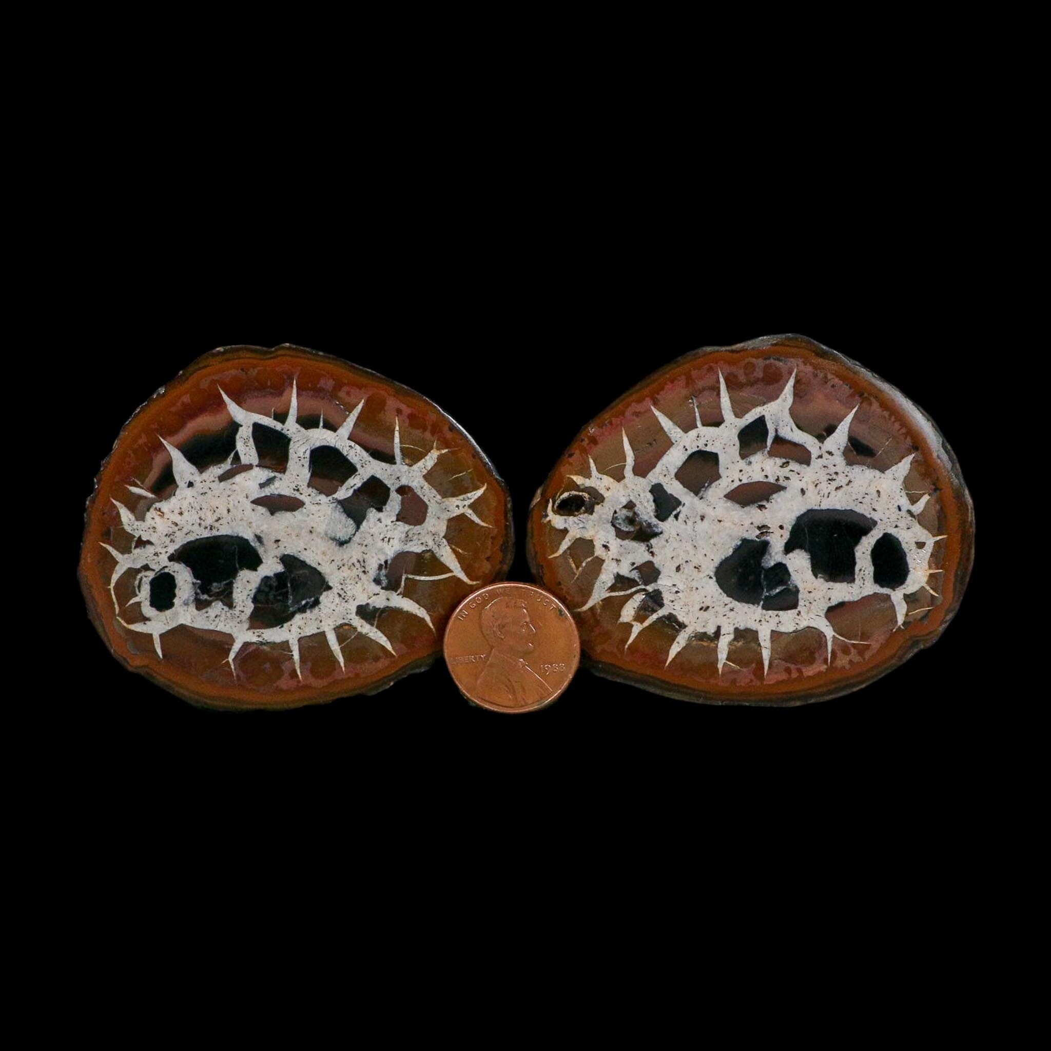 2.5" Septarian Dragon Stone Polished Halves Nodule Mineral Specimen Morocco - Fossil Age Minerals