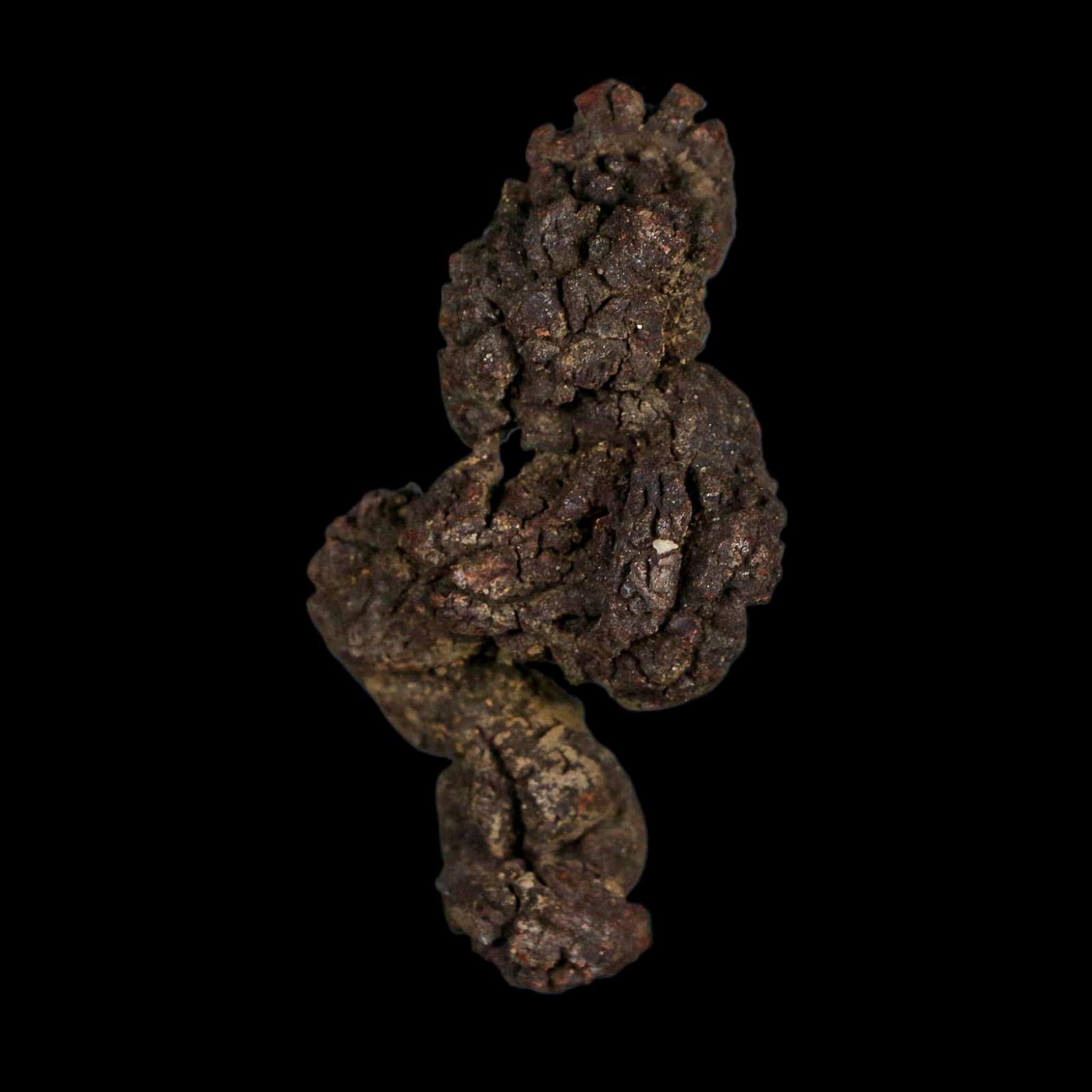 2.4" Prehistoric Coprolite Fossil Specimen Poop Dung Miocene Age Madagascar - Fossil Age Minerals
