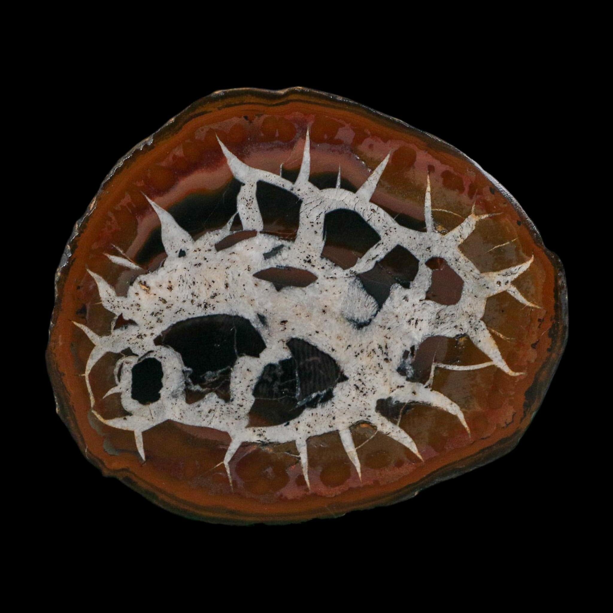 2.5" Septarian Dragon Stone Polished Halves Nodule Mineral Specimen Morocco - Fossil Age Minerals