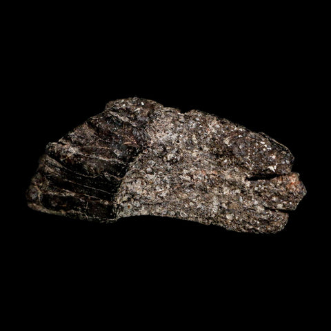 3.6" Koskinonodon Metoposaurus Fossil Scute Bone Triassic Age Chinle Formation AZ - Fossil Age Minerals