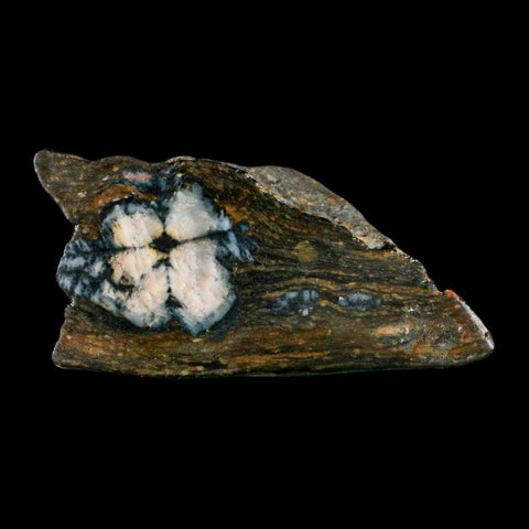 2.6" Rare Andalucite Var Chiastolite Mineral Specimen Asturias Province Boal Spain - Fossil Age Minerals