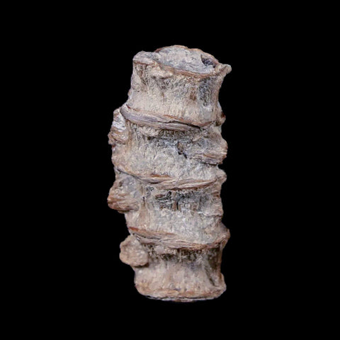 1.2" Xiphactinus Audax Fossil Vertebrae Cretaceous Era Fish Niobrara FM Kansas - Fossil Age Minerals