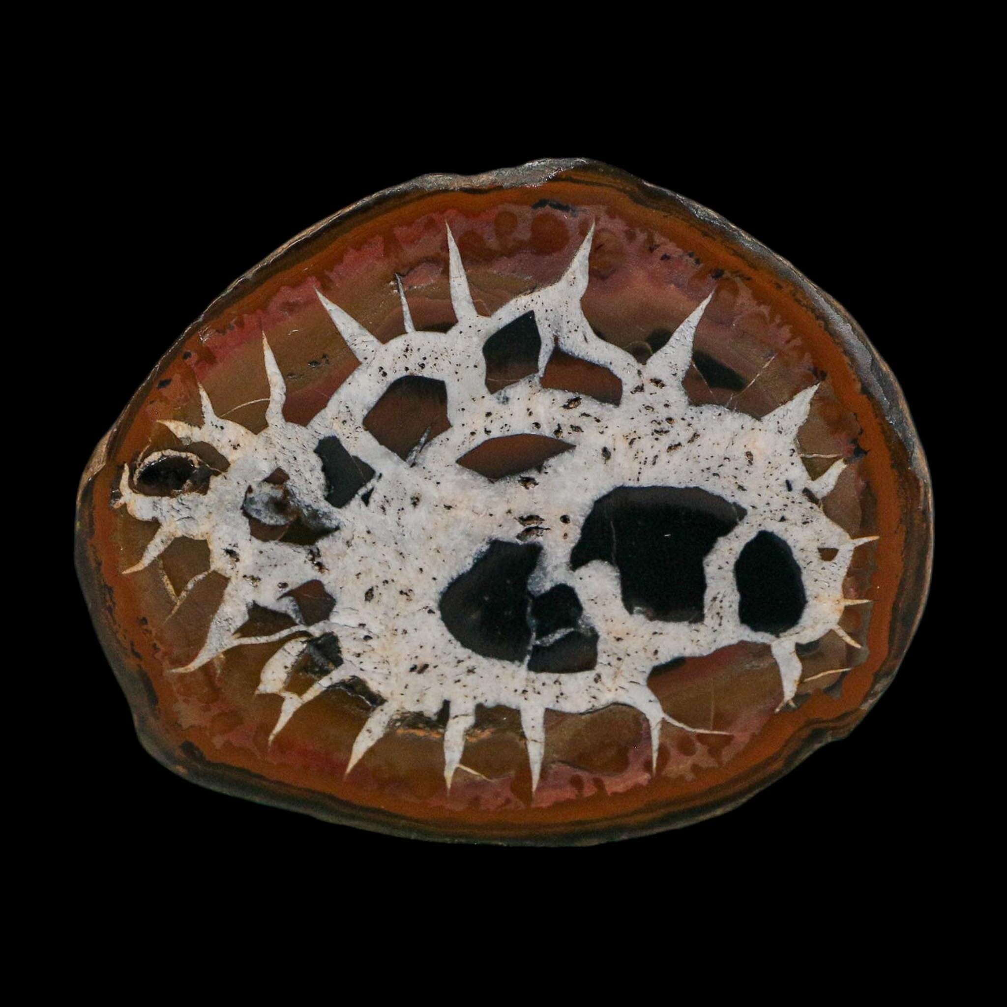 2.5" Septarian Dragon Stone Polished Halves Nodule Mineral Specimen Morocco - Fossil Age Minerals