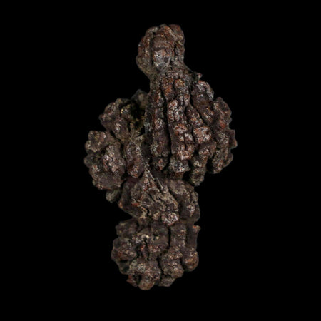 2.1" Prehistoric Coprolite Fossil Specimen Poop Dung Miocene Age Madagascar