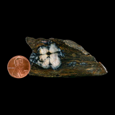 2.6" Rare Andalucite Var Chiastolite Mineral Specimen Asturias Province Boal Spain - Fossil Age Minerals