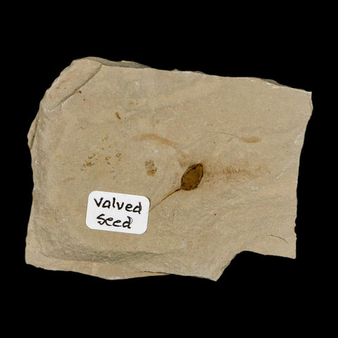 0.6" Fossil Valved Seed Green River Formation Uintah Utah Eocene Age - Fossil Age Minerals