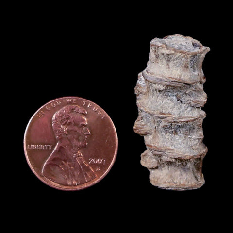 1.2" Xiphactinus Audax Fossil Vertebrae Cretaceous Era Fish Niobrara FM Kansas - Fossil Age Minerals